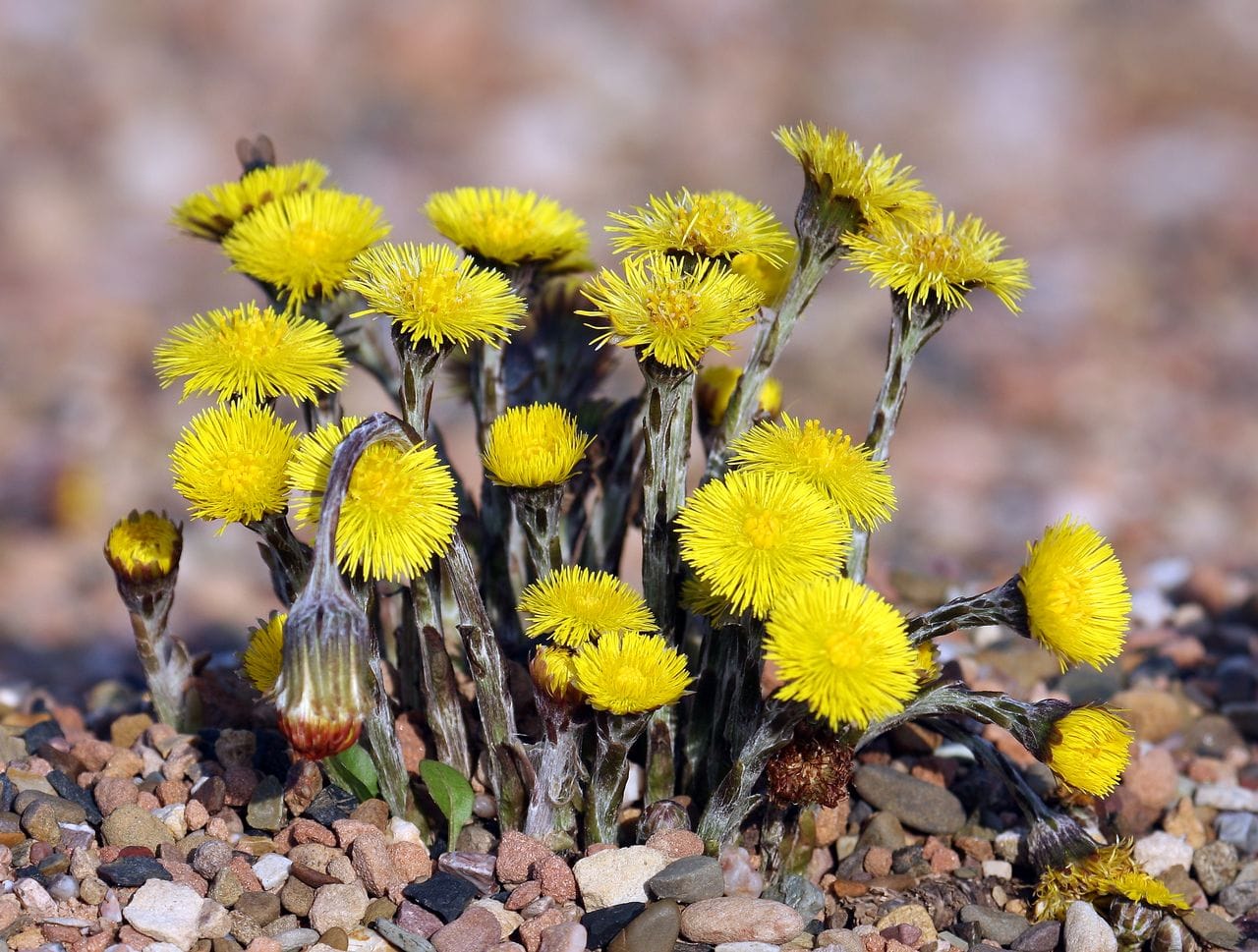 Tussilago farfara